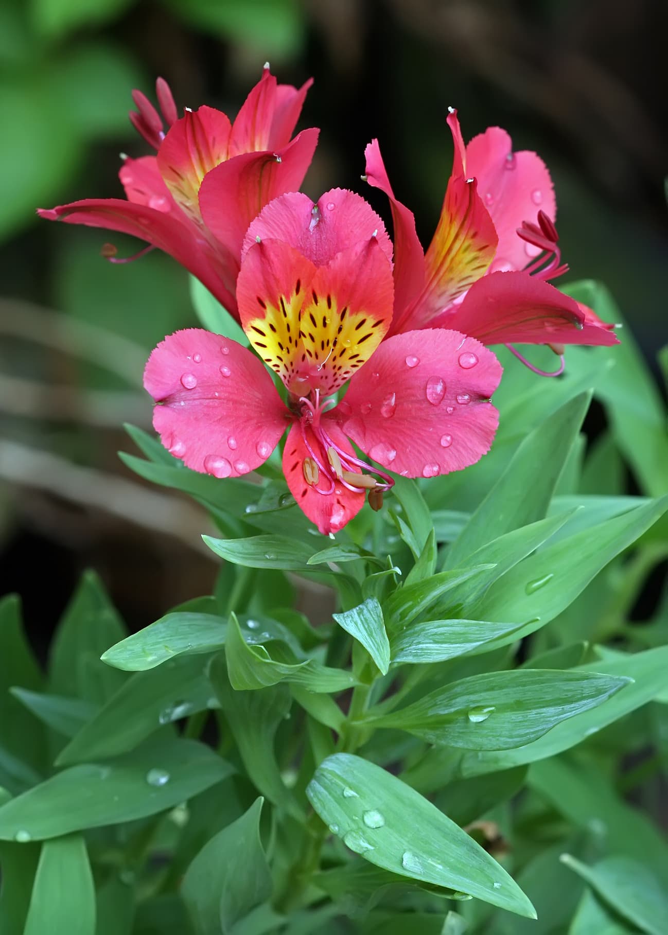 Close up of Alstroemeria showing distinctive tiger stripes on petals