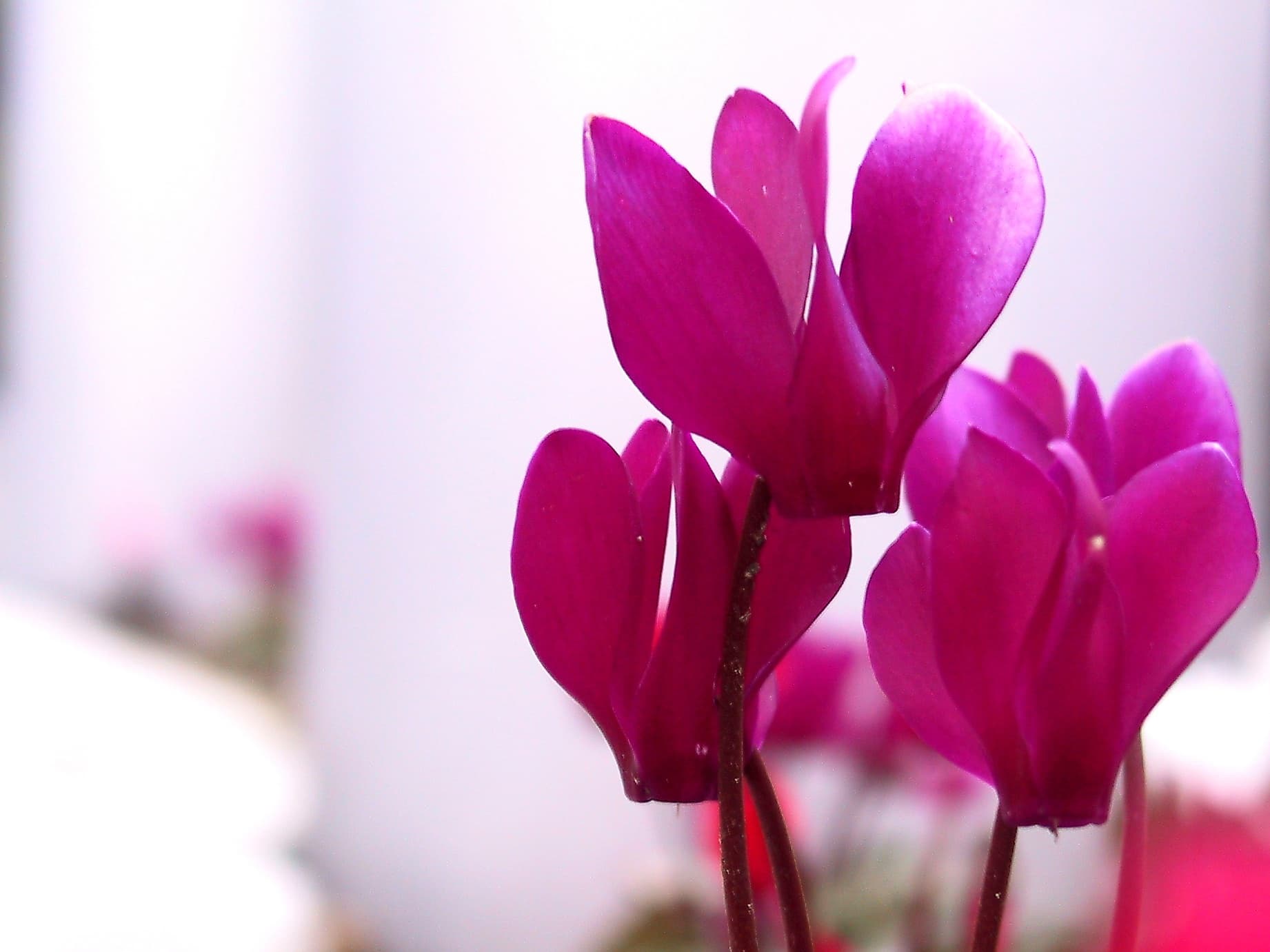 Cyclamen