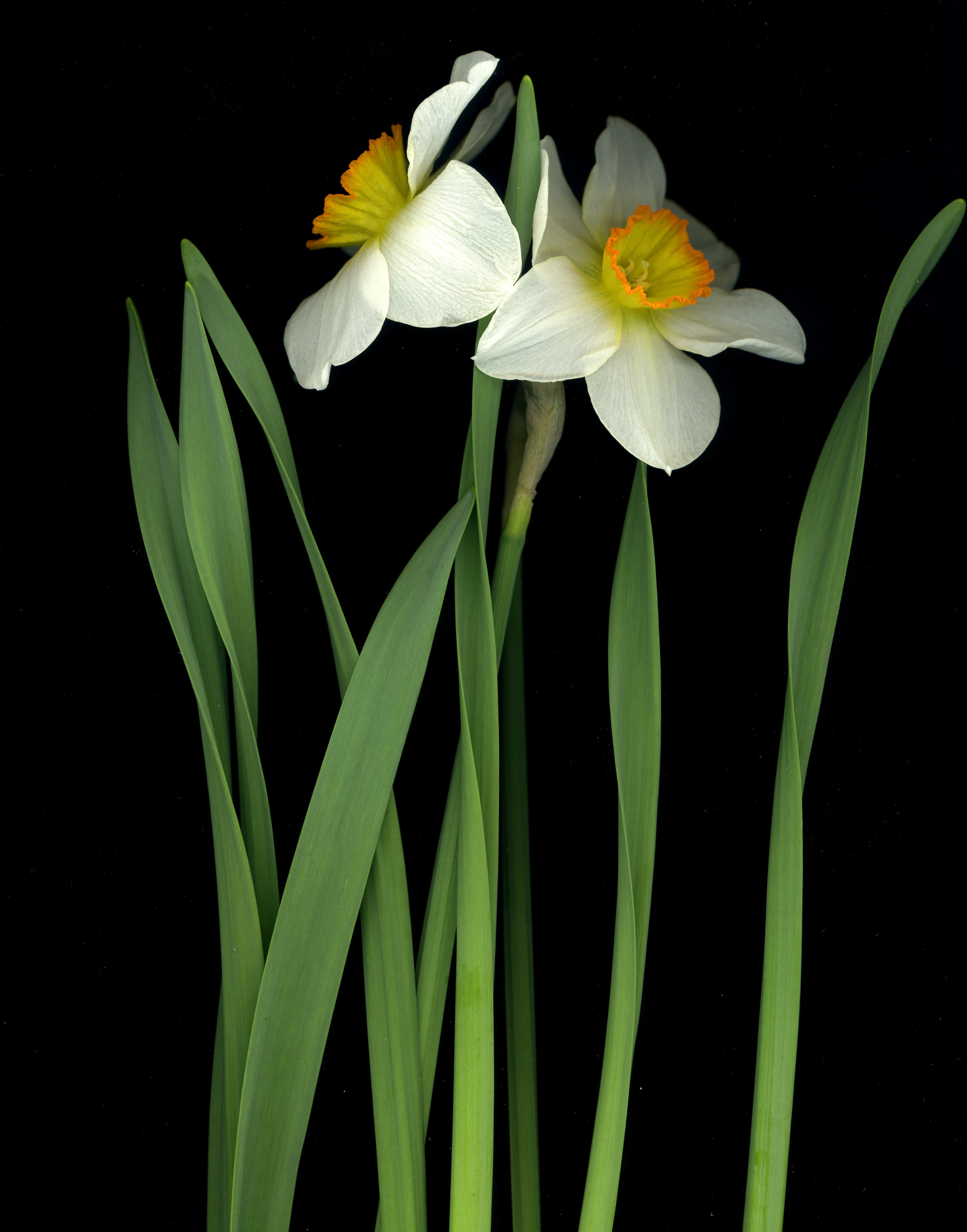 Daffodil