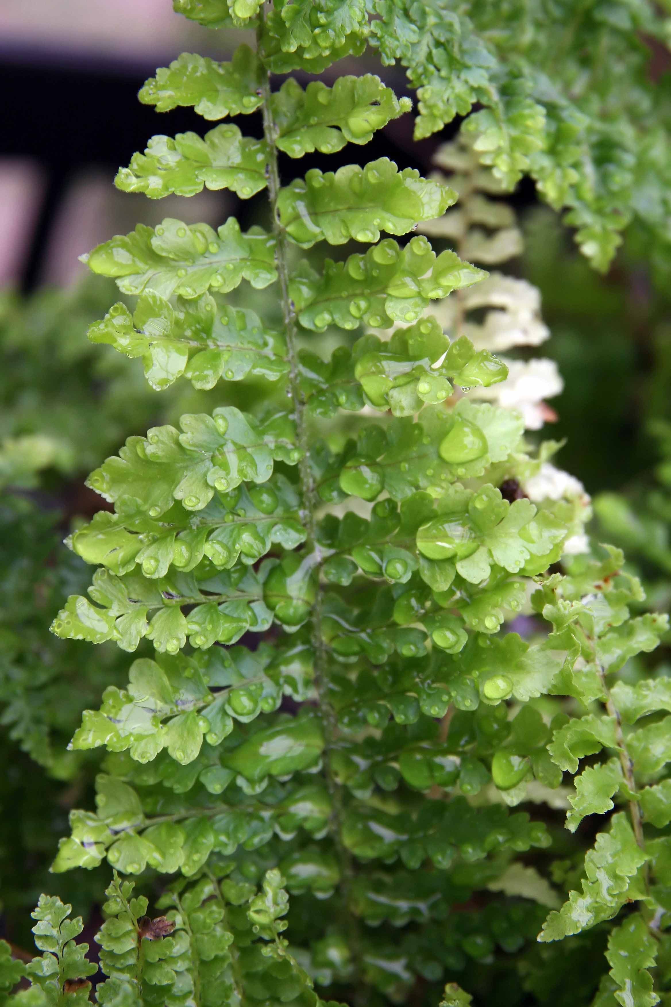 Boston Fern