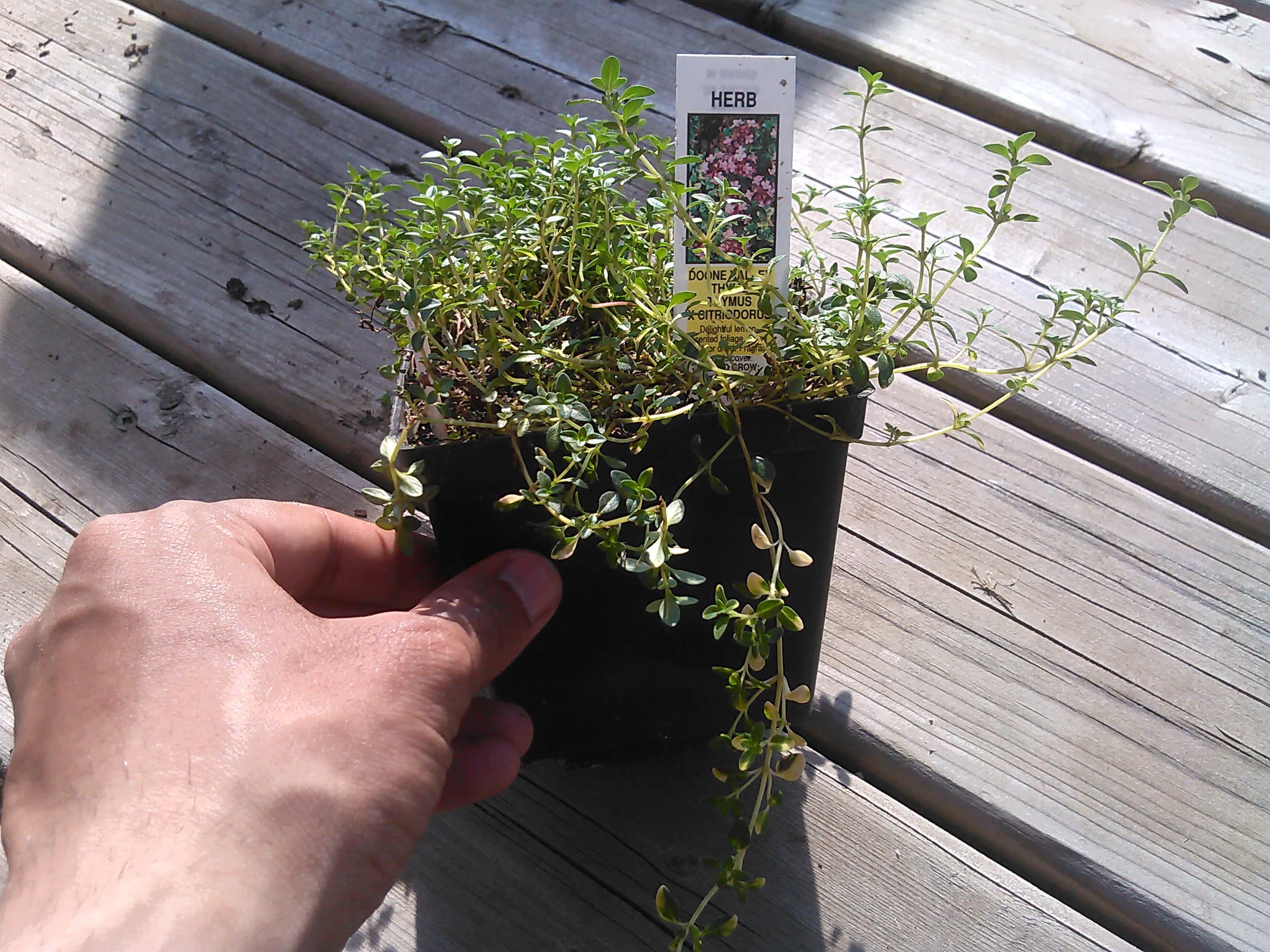 Thyme