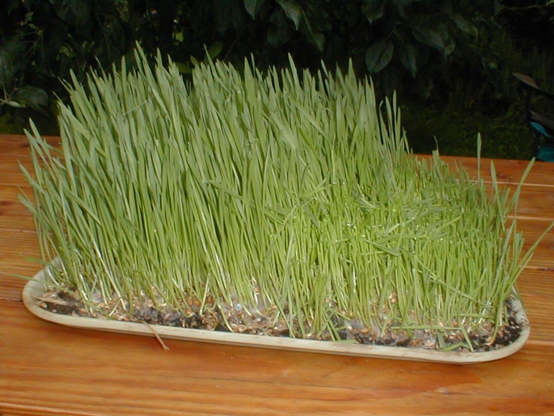 Cat Grass
