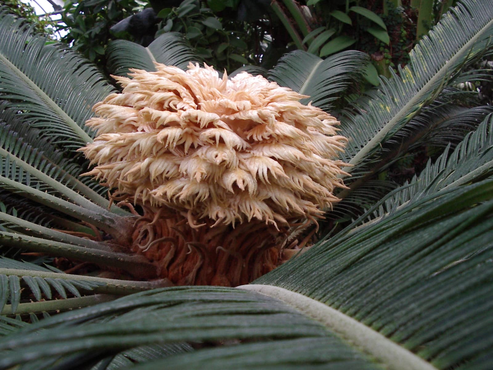 Sago Palm