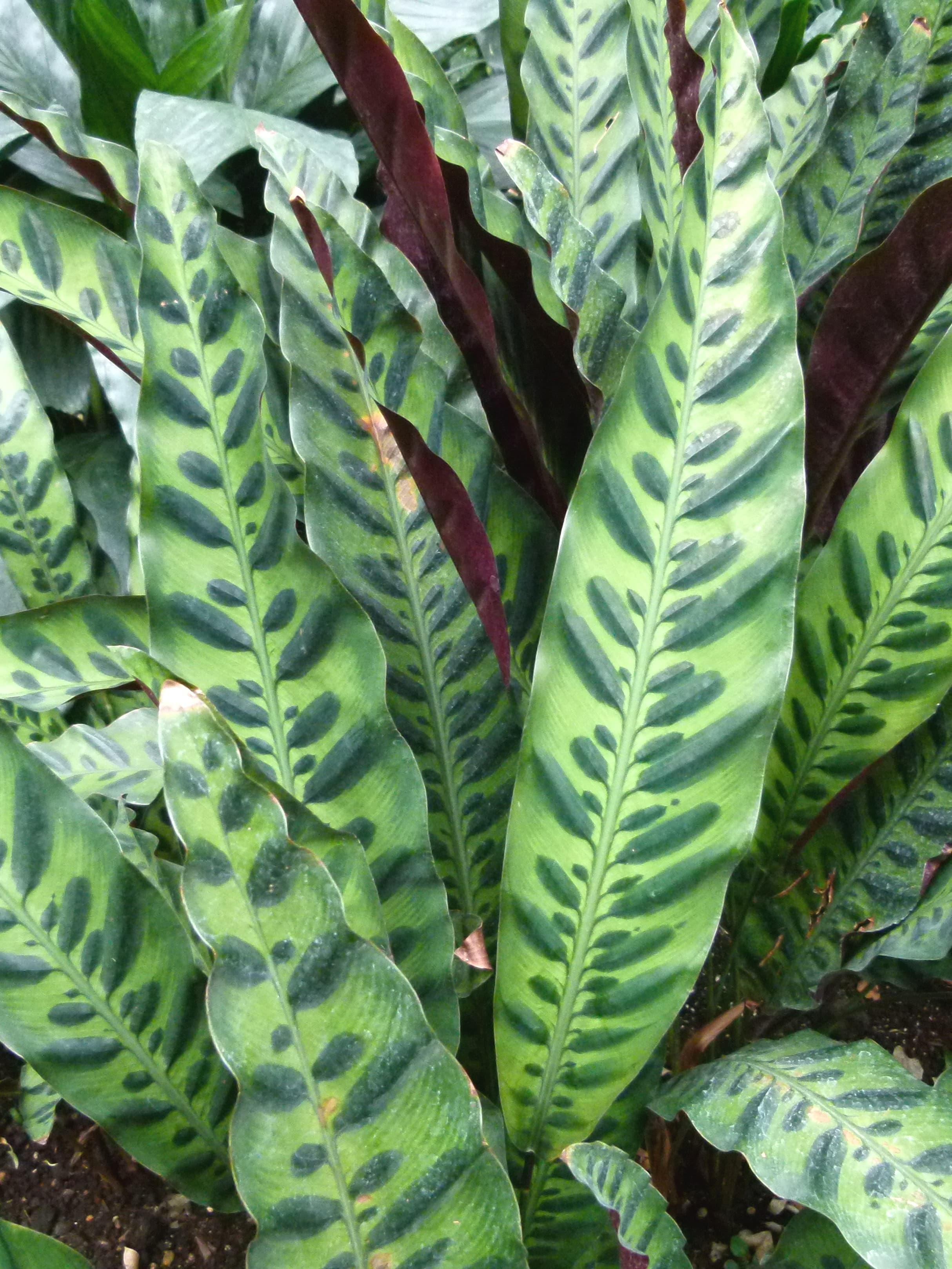 Calathea