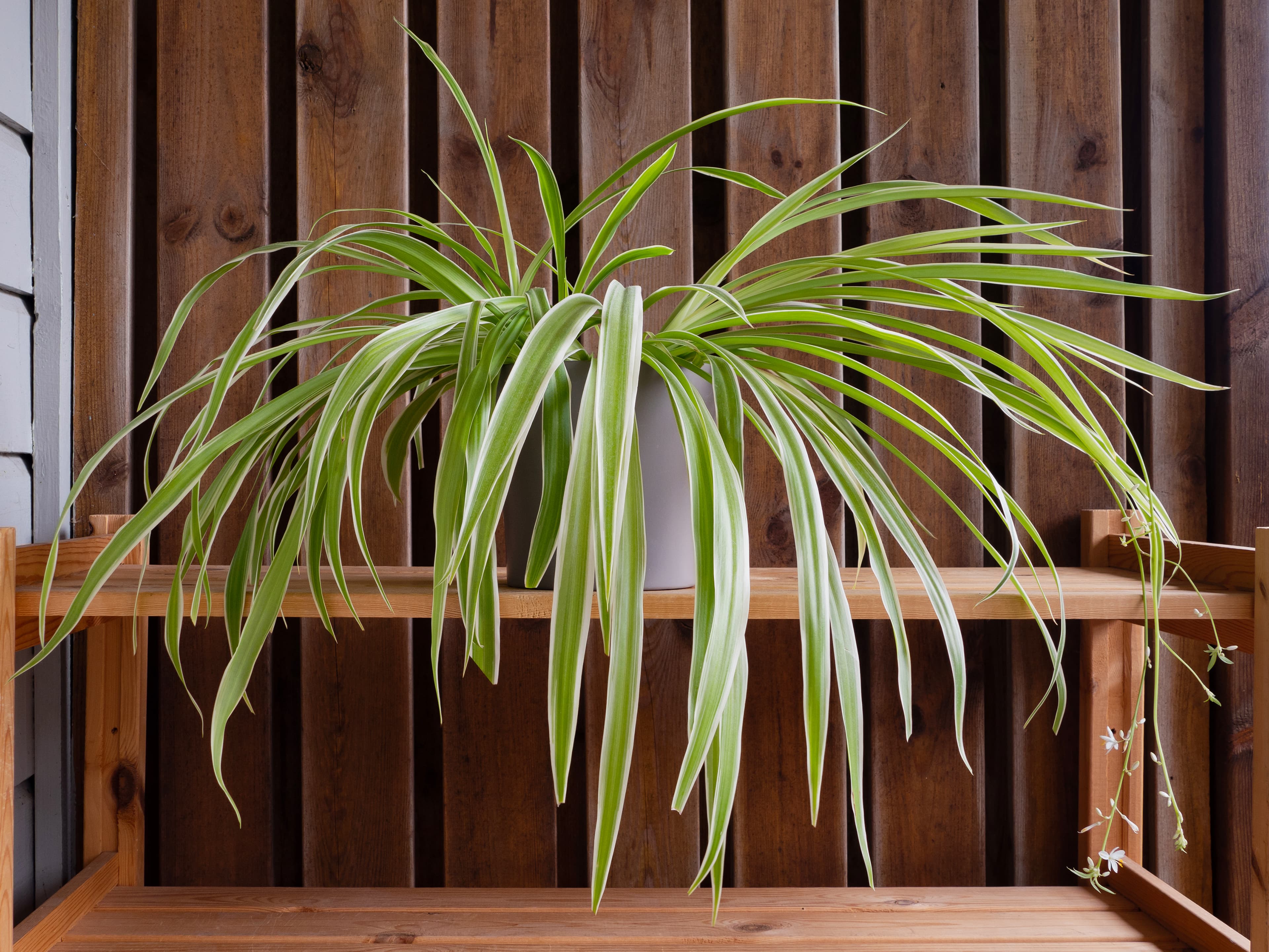 Safe Alternatives: 5 Cat-Friendly Plants for Your Apartment