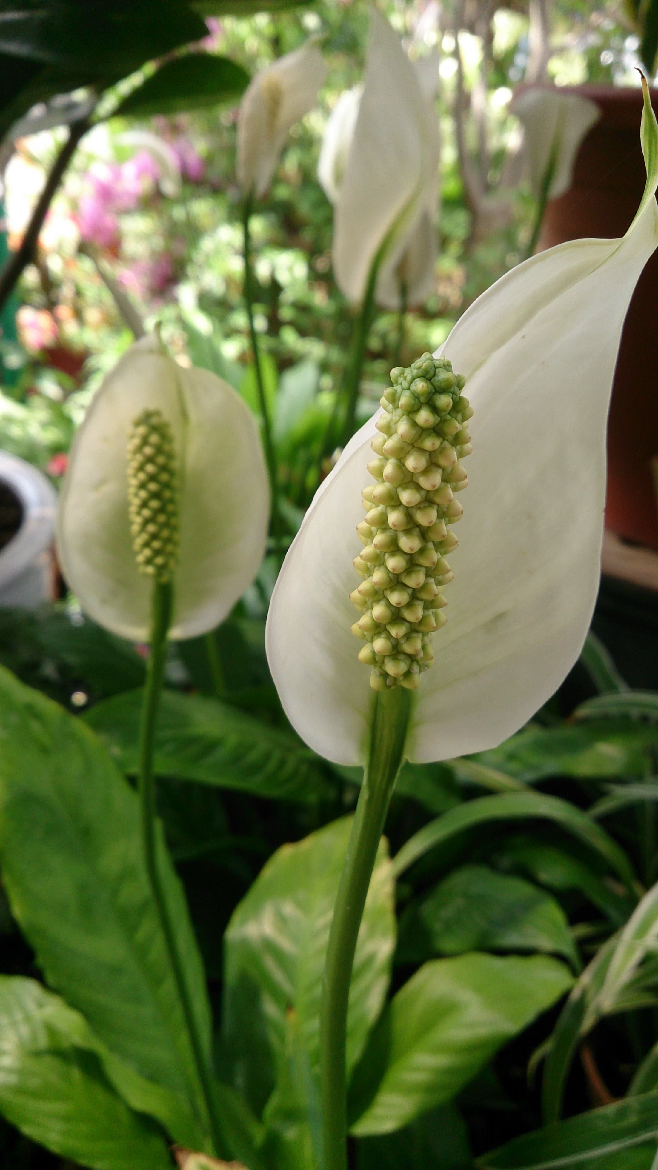 Peace Lily