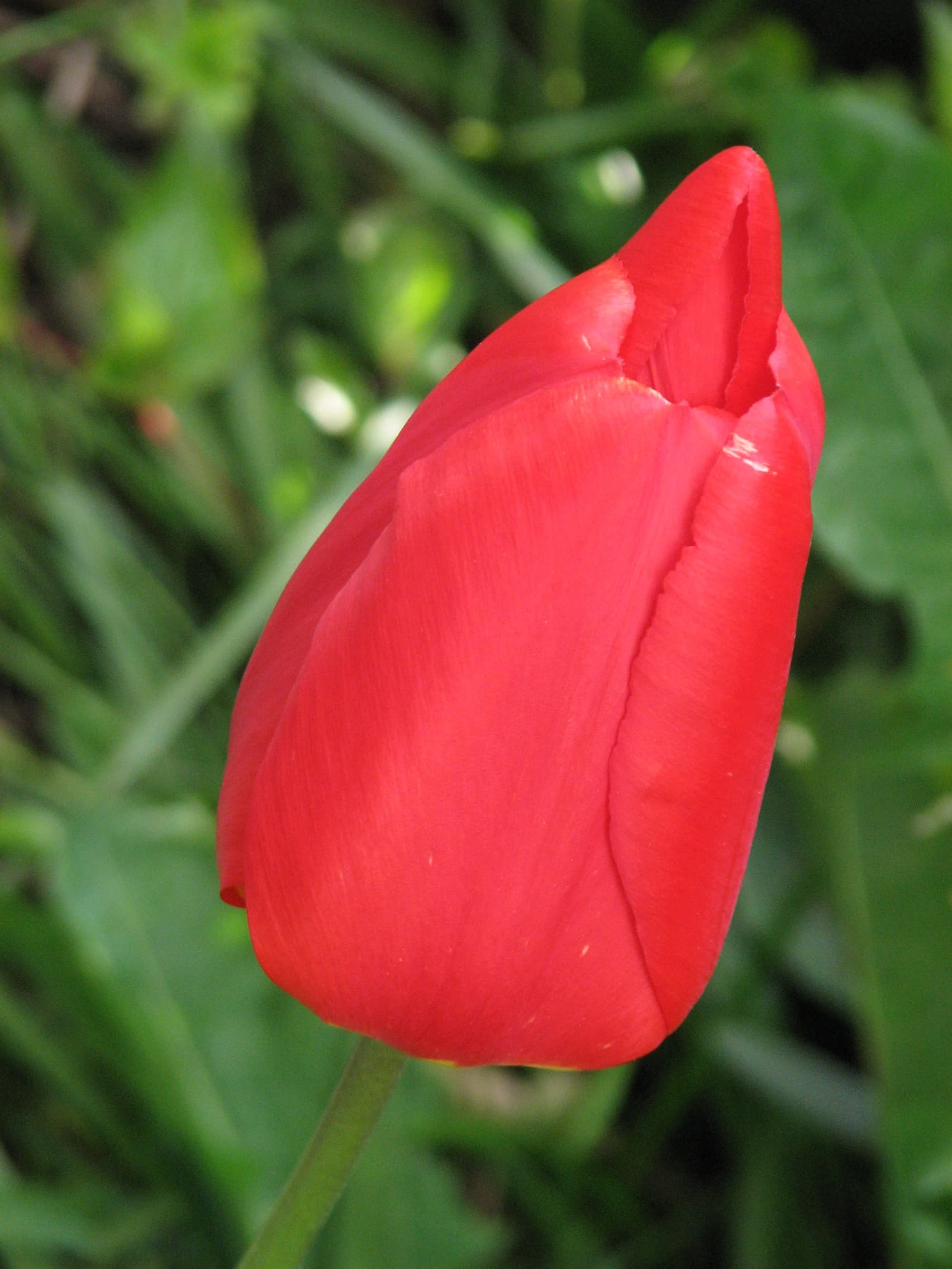 Tulip