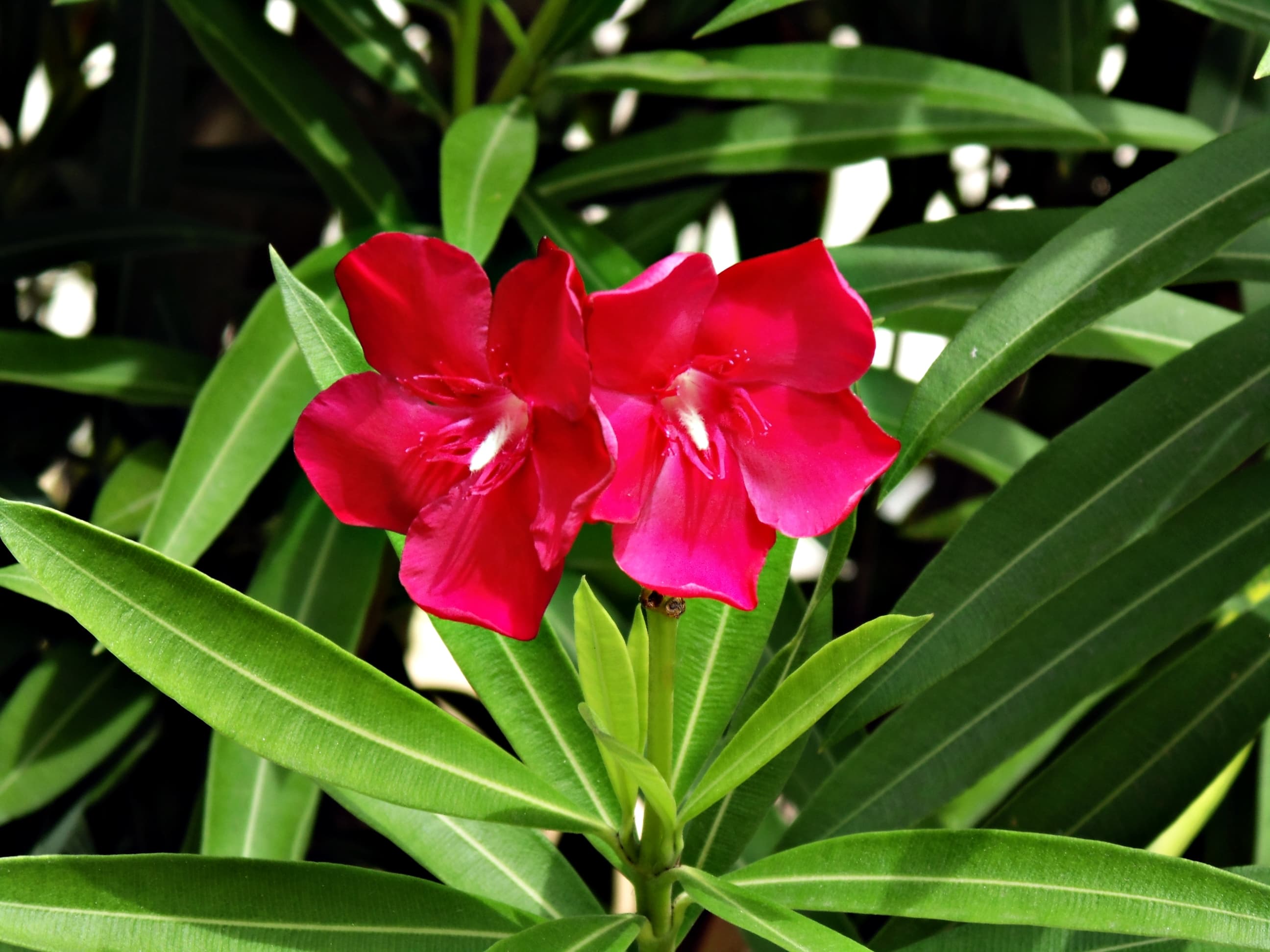Oleander