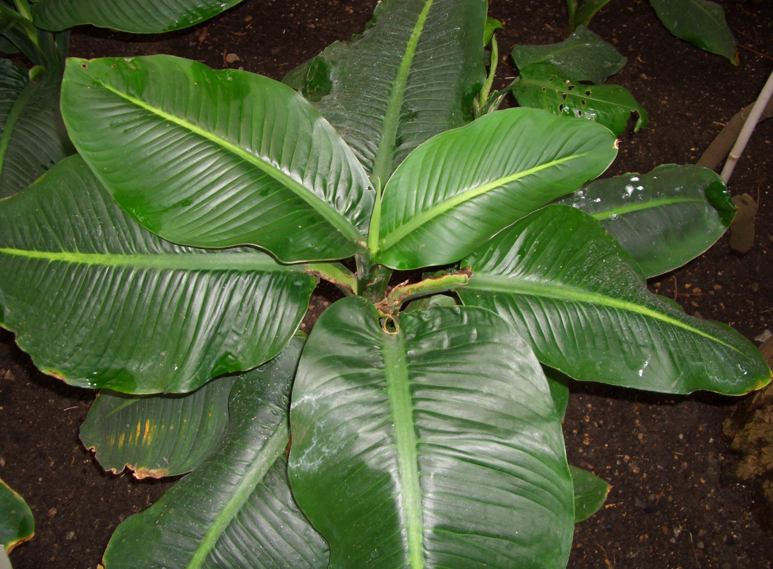 Dieffenbachia
