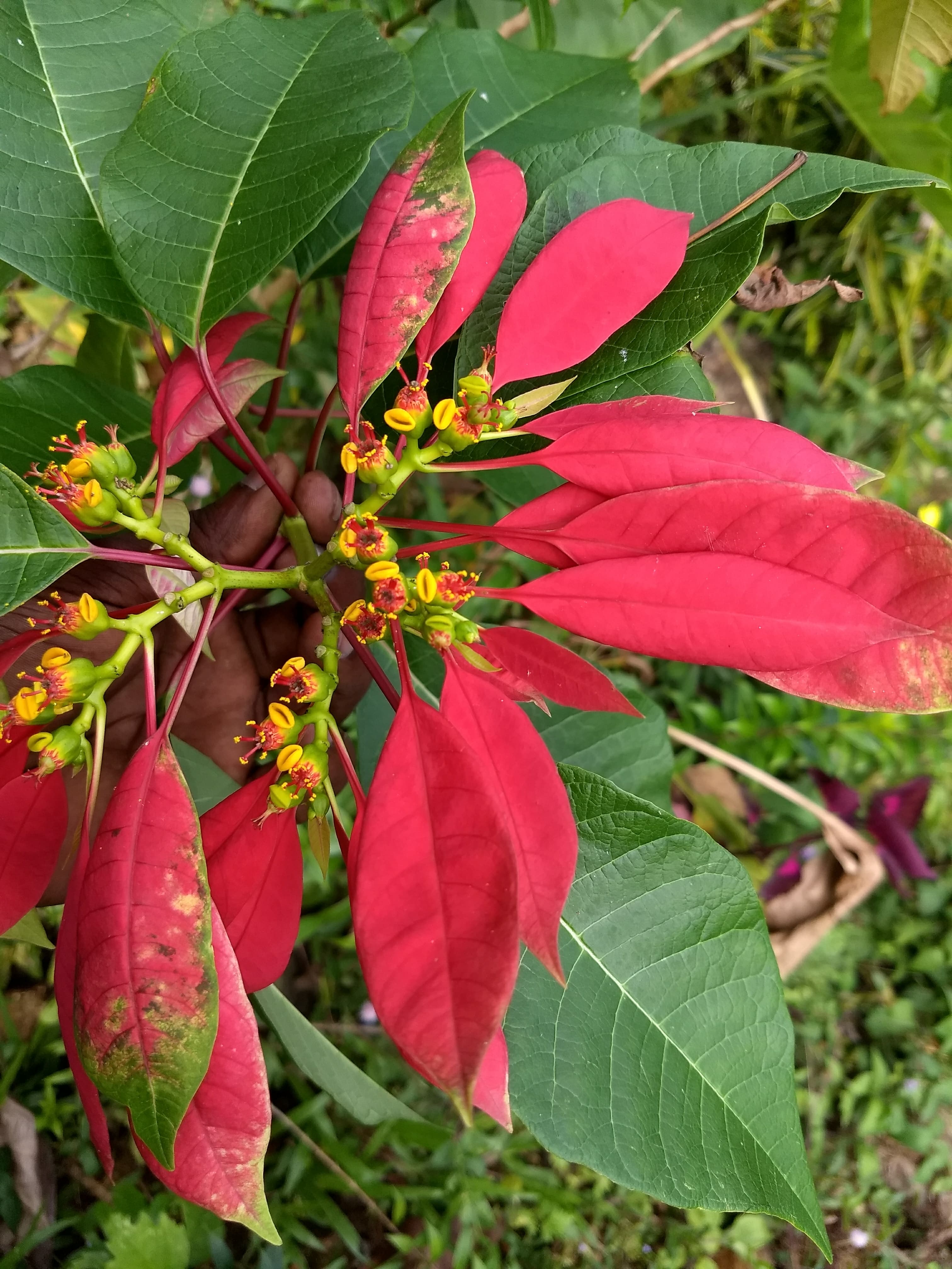 Poinsettia