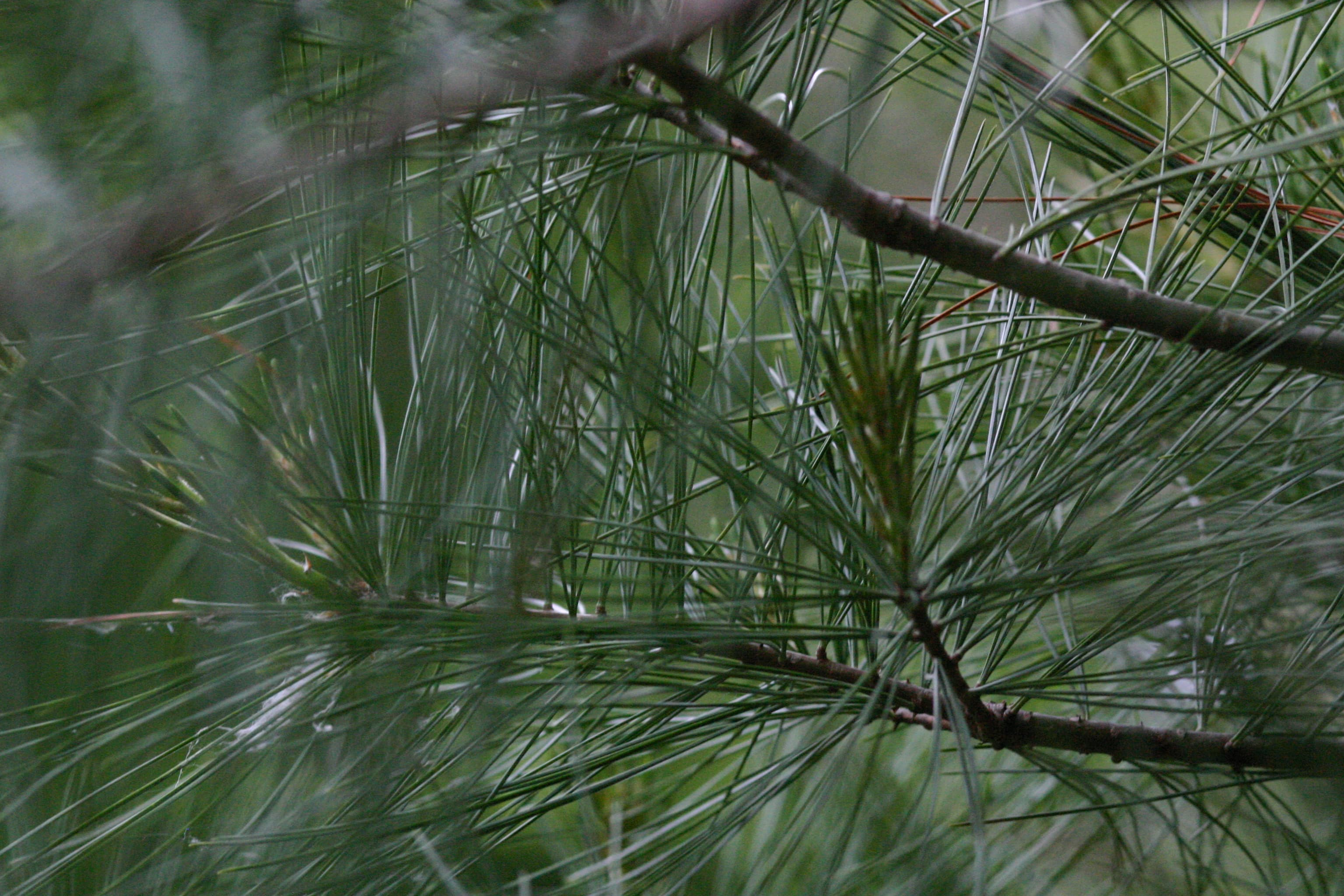 Pine Needles